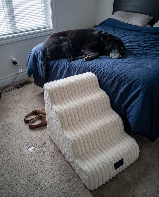 Chien senior endormi sur un lit avec un escalier pour chien posé contre le matelas