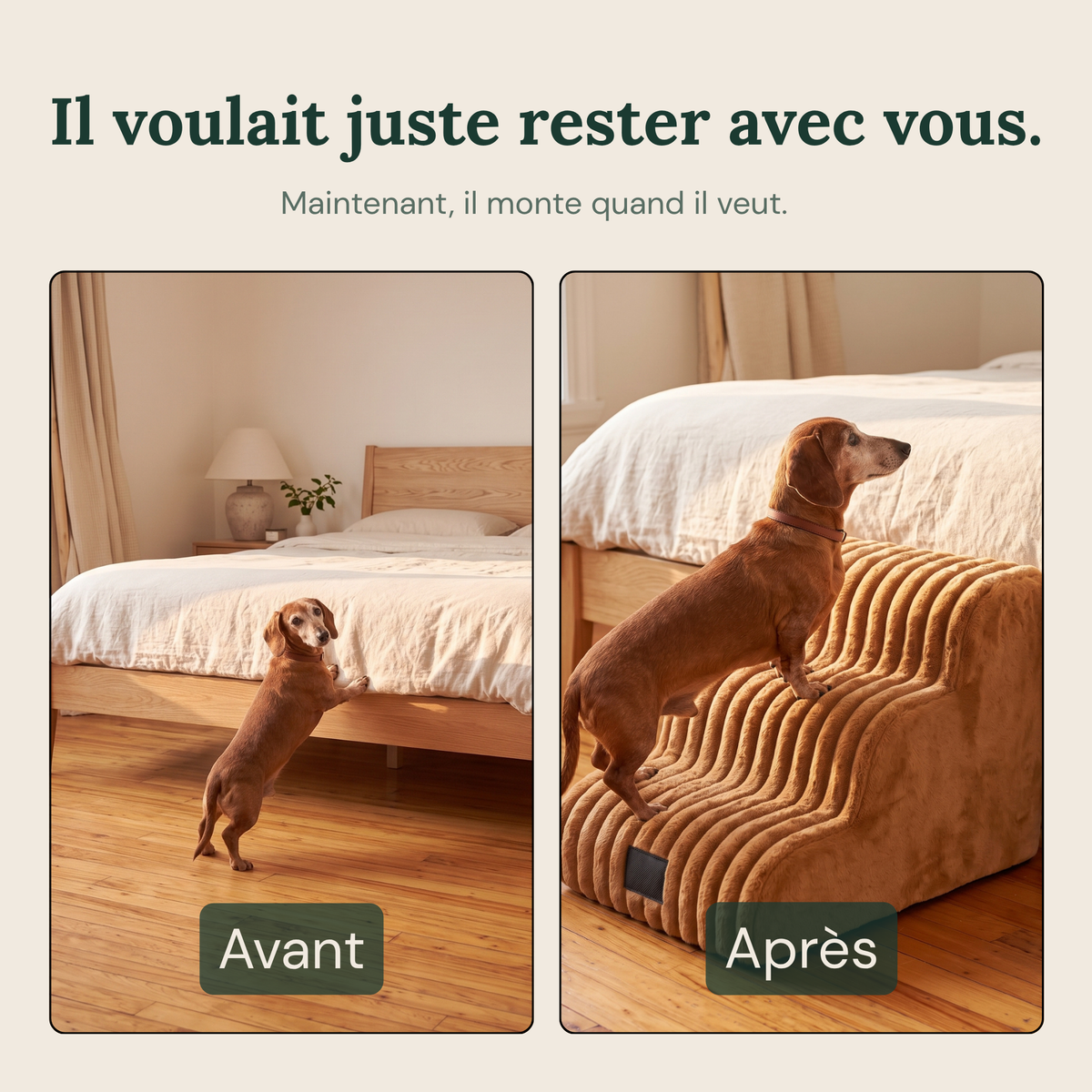 Avant et après : chien qui saute du lit puis qui monte par l'escalier Nuage